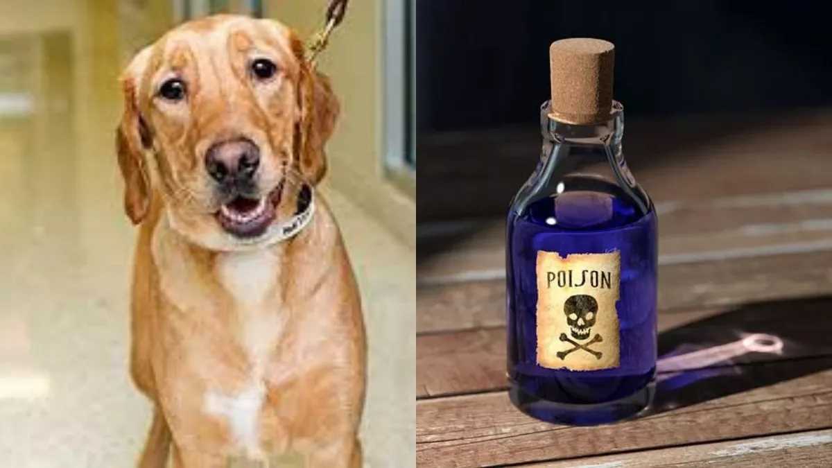 मादा स्वान को जहर देकर व पिल्लों को जलाकर मार डाला, ये है पूरा मामला